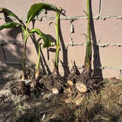 Plantains - Rhizomes and Plants