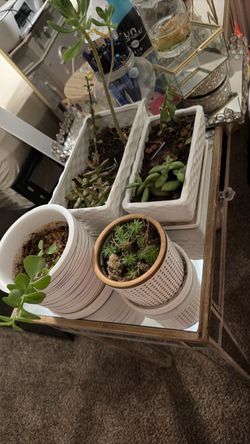 Succulents in Ceramic Pots Set