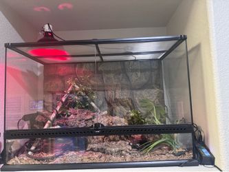 Adult Ball Python Snake and Terrarium