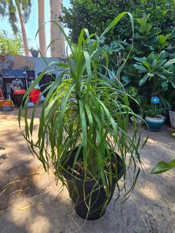 Ponytail plant