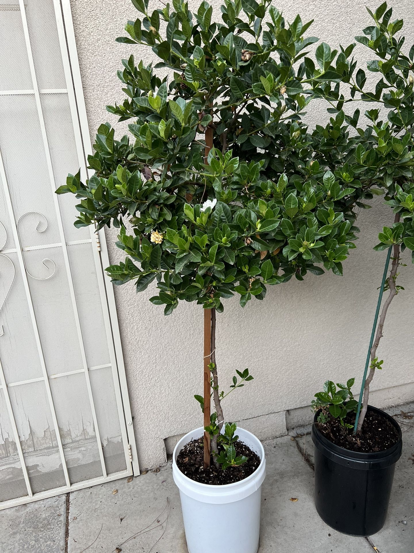5.5 Feet Tall Topiary Gardenia Tree In A 5 Gallon Pot for Sale in