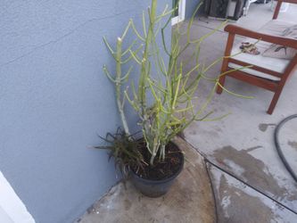 Pencil Plant