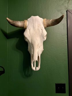 Taxidermy Cattle Skull With Rope Accents