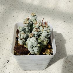 Crassula Deceptor