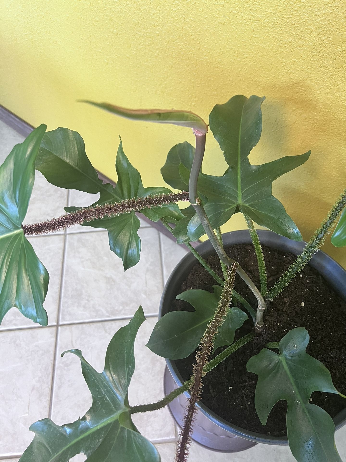 thai sunrise philodendron Philodendron Thai Sunrise | Potted Houseplants