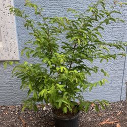Tamarind Tree 3 gallon Free Delivery 