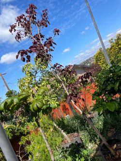 8ft tall Purple leaf plum tree.