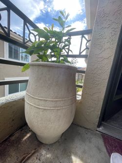 Large pottery barn Stone Planter with Plant