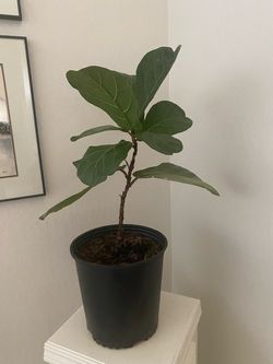 Fiddle Leaf Plant