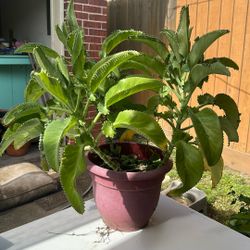 Mother Of Thousands Plant