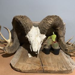 Big Horn Sheep Art/ Taxidermy 