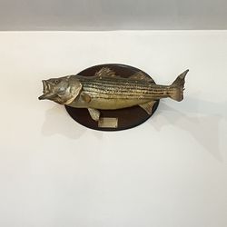 Fish For Decoration Pescado De Decorasion