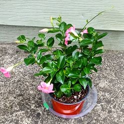 Live Dipladeia Bush Pink FLOWERING Outdoor Indoor HousePlants With Nursery Pot  $ 7