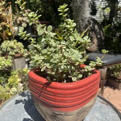 Variegated Elephant Bush Plant Succulent 