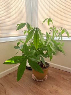 Money Tree