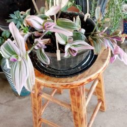 planta de jardin