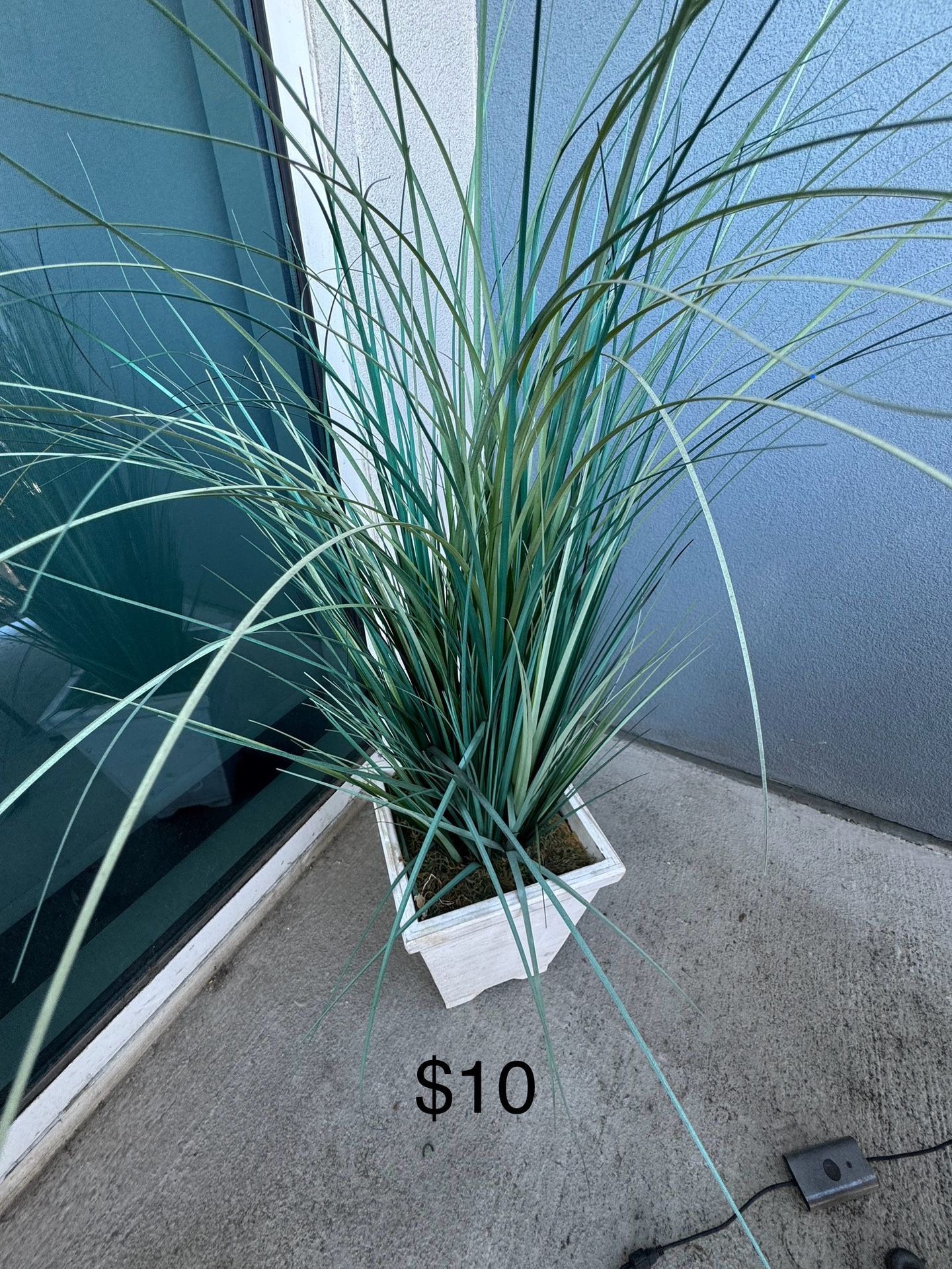 Decorative Plant