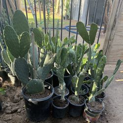 Plantas De Nopales Para Comer $20 $15 Cada Uno 
