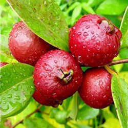 Guava, Peach, Apple, Cherry, Avocado, Nectarine, Pear, Apricot, Plum Trees
