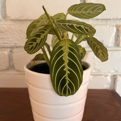 Small Healthy Prayer Plant