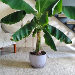 Dwarf Cavendish Banana Plant - Live Plant