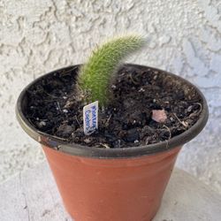 6 Inch Pot Cactus Plant - Monkey Tail Cactus Hildewintera Colademononis - Rooted & Established - Drought Resistant - 🌵