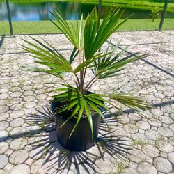 Red Latan Palm Tree (Latania lontaroides) 7g