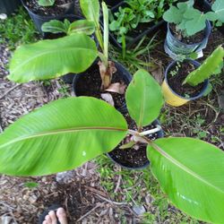 Banana Plants