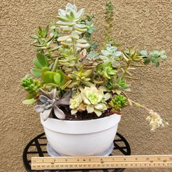 Succulent Arrangements