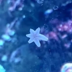 Asterina Starfish For Fish Tank 