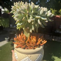 Beautiful Crested Succulent Arrangement In A Beautiful Pot 