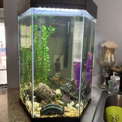 Fish Tank 