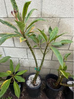 Plumeria Rosa fuerte