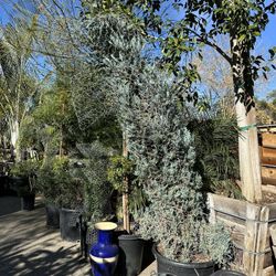 Dolphin Topiary Bonsai 7ft Tall With Blue Wichita Juniper 20gal 