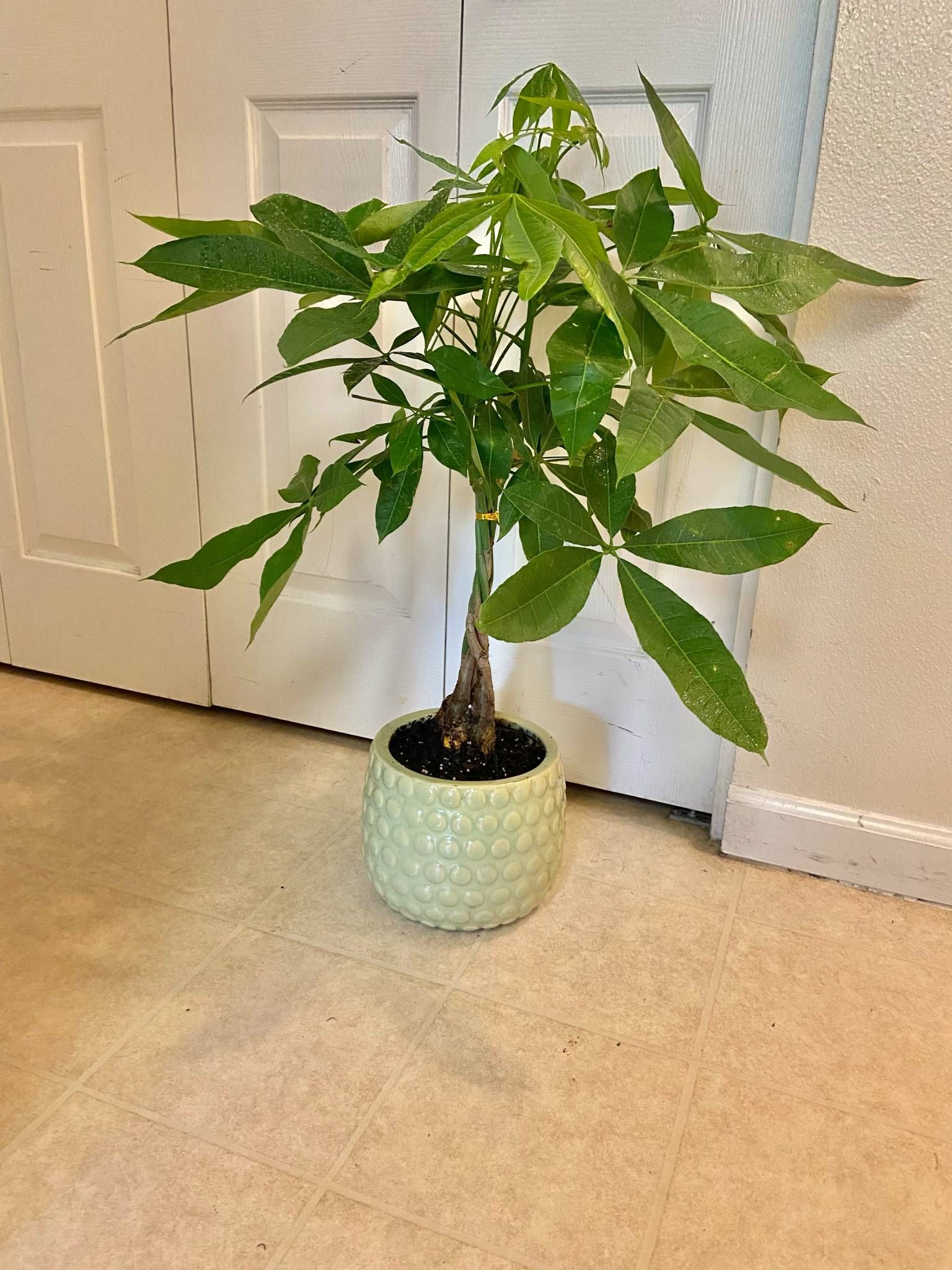 Money Tree 🌴