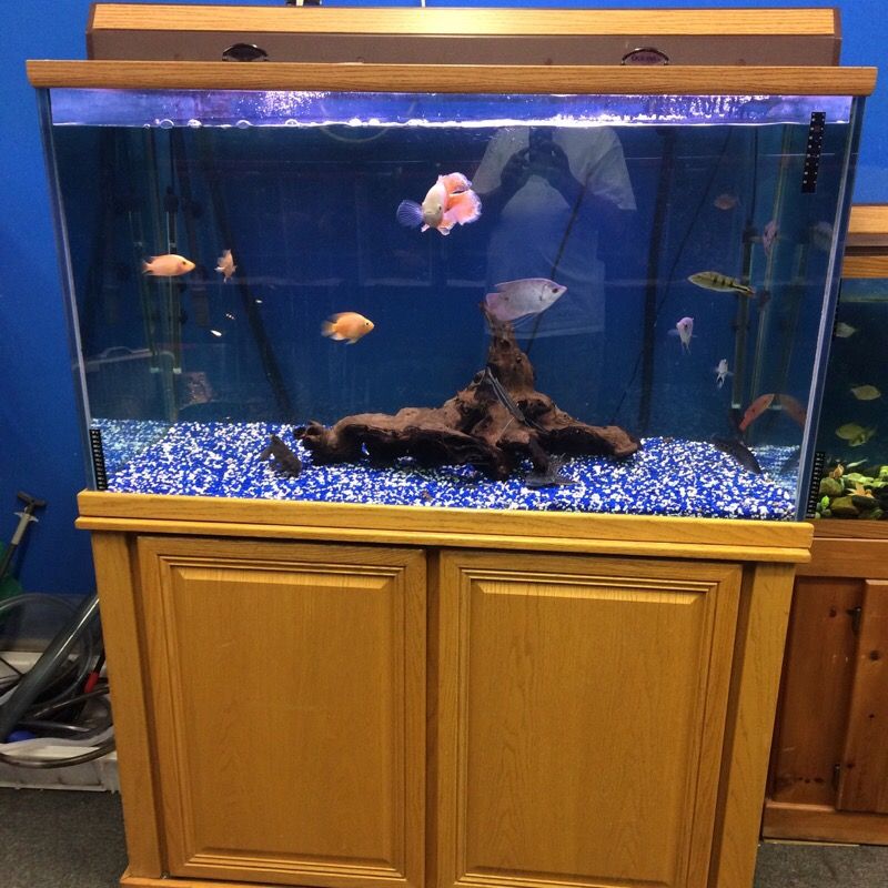 140 gallon Oceanic Aquarium fish tank complete