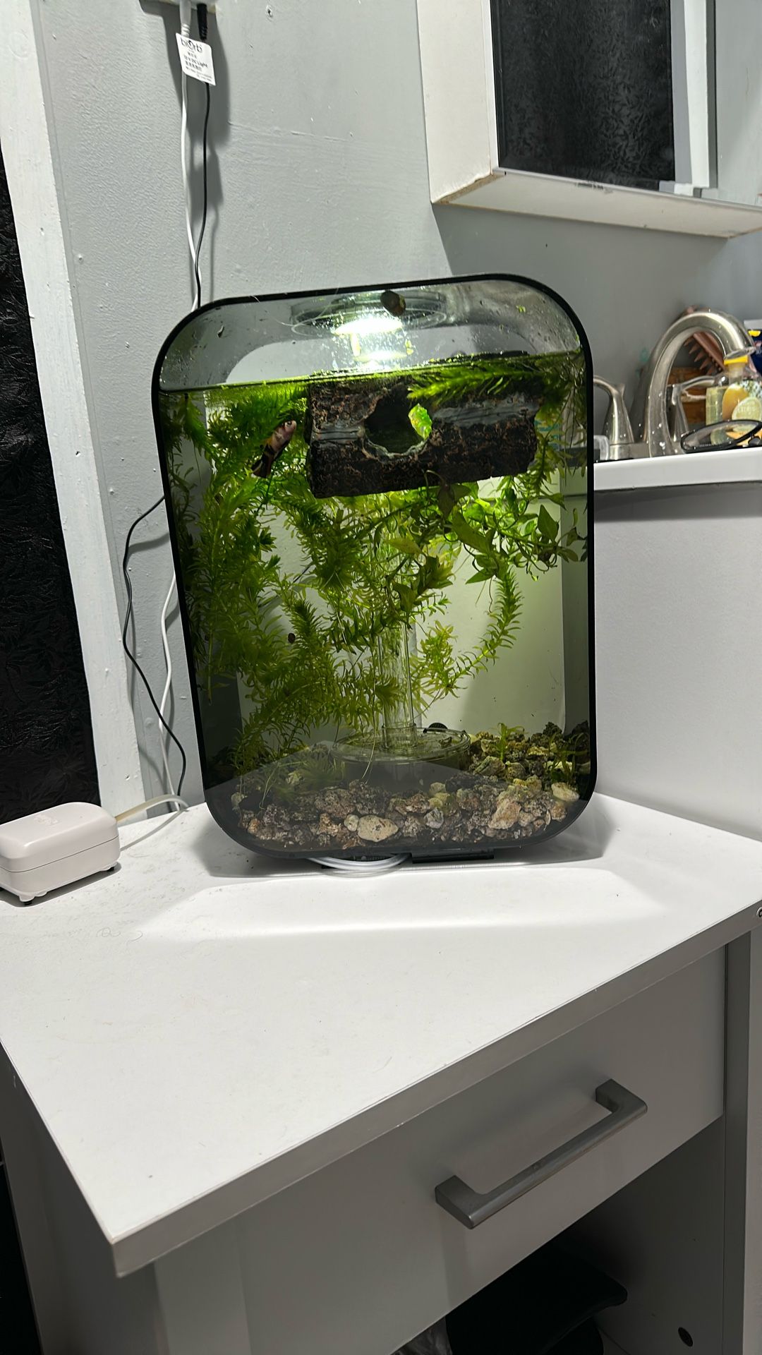 Fish Tank