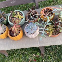 Succulents 