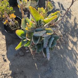 Succulents