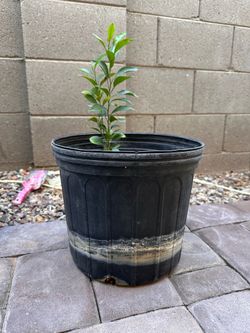 Citrus( mandarins ) fruit plant