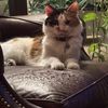 Amy