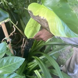 Monstera Aurea Top Cut Plant Cutting (pls Read Description Below)