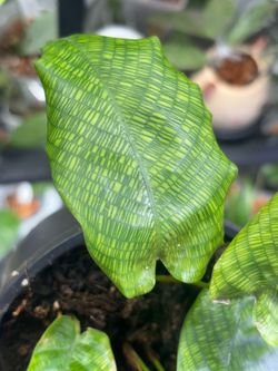 Calathea Mosaic