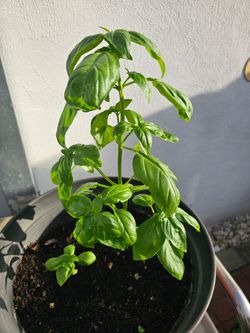 Albahaca en maceta// Basil plant
