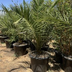 Phoenix Canariensis Date palm , Canary Date Palm tree 