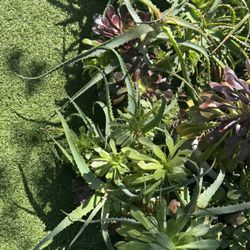 Variety Plants In A Pot 
