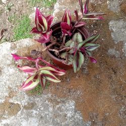 Zebrina Tradescantia Plant 