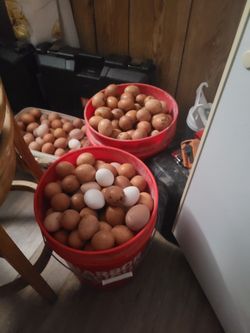 Egg Huevos