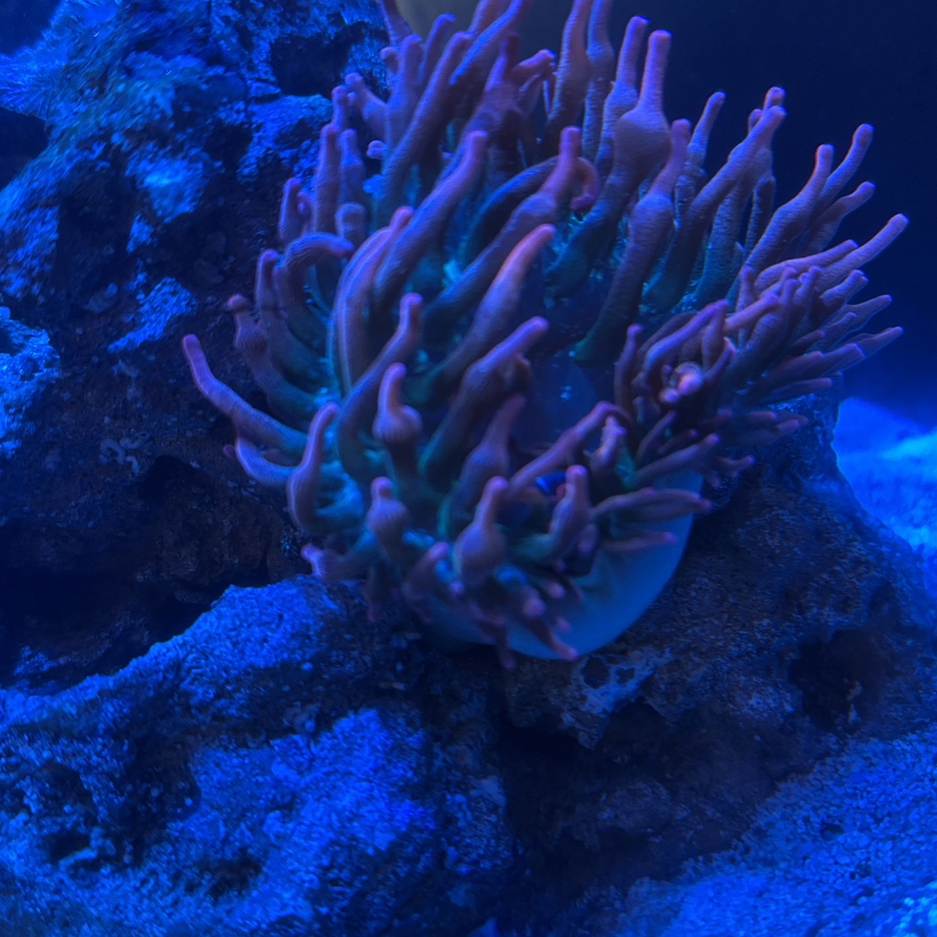 Salt Water Anemone  Coral