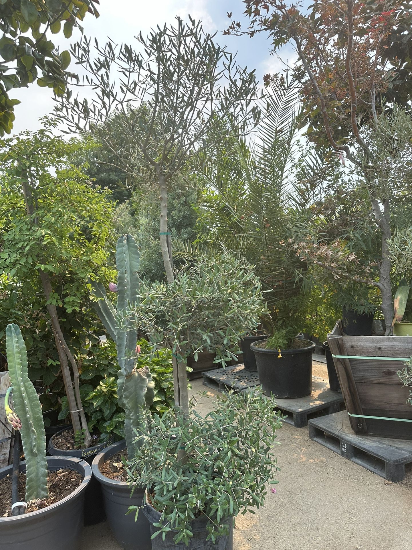 3 Tiers Olive Tree , Topiary Bonsai